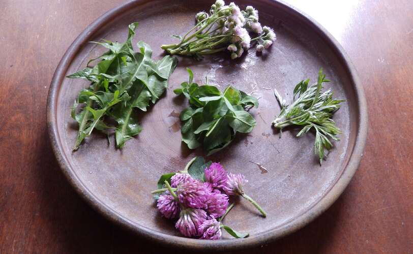 摘み取った土手草